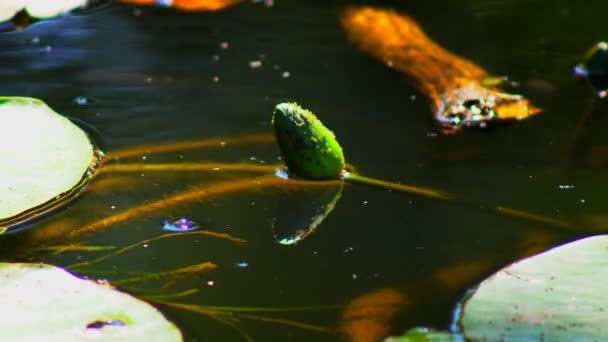 Bloem Van Een Lelie Een Vijver Water Lily Bloem Opening — Stockvideo