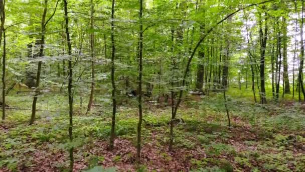 Mouvement Caméra Dans Forêt Mouvement Caméra Intérieur Forêt Jeune Forêt — Video