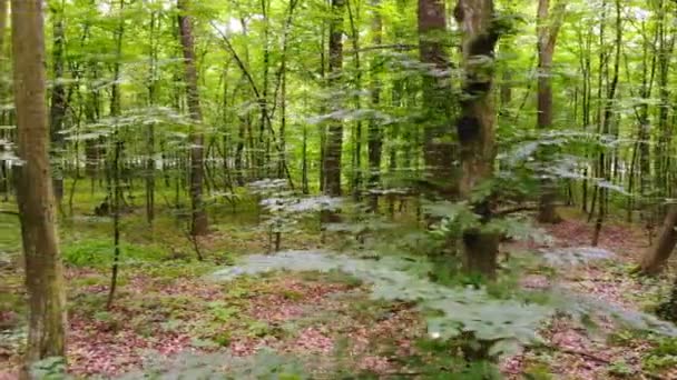 Pohyb Kamery Lese Pohyb Kamery Uvnitř Lesa Mladé Jarní Les — Stock video