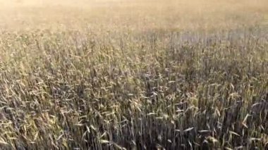 Buğday kulak 4 k. dalgalı hareket. Uçuş düşük ve buğday alan, panoramik hava çıkar.