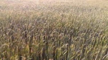 Buğday kulak 4 k. dalgalı hareket. Uçuş düşük ve buğday alan, panoramik hava çıkar.