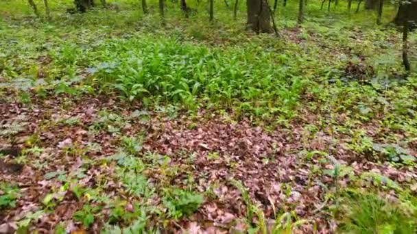 Movimiento Cámara Bosque Movimiento Cámara Dentro Del Bosque Bosque Joven — Vídeo de stock