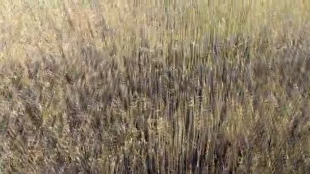 Movimiento Ondulado Las Espigas Trigo Vuelo Bajo Despegue Sobre Campo — Vídeo de stock