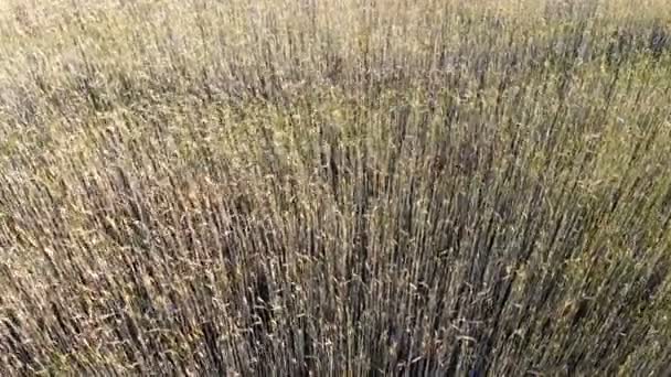 Movimento Ondulato Spighe Grano Volo Basso Decollo Sul Campo Grano — Video Stock