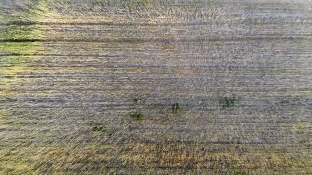 波状の動きの小麦の穂 低飛行および空気からのパノラマの景色 麦畑の上を脱いでください — ストック動画