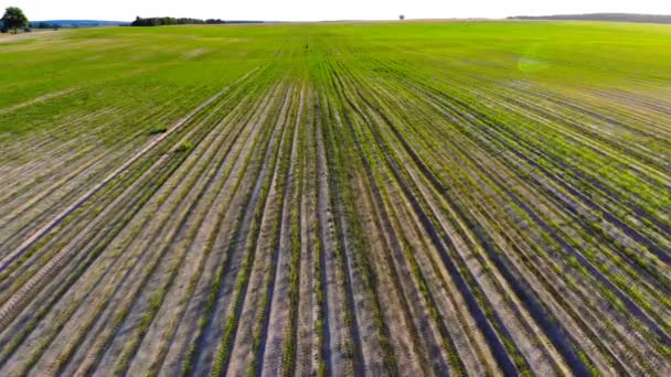 Even Rows Sprouted Young Corn Smooth Motion Camera Field Rows — Stock Video