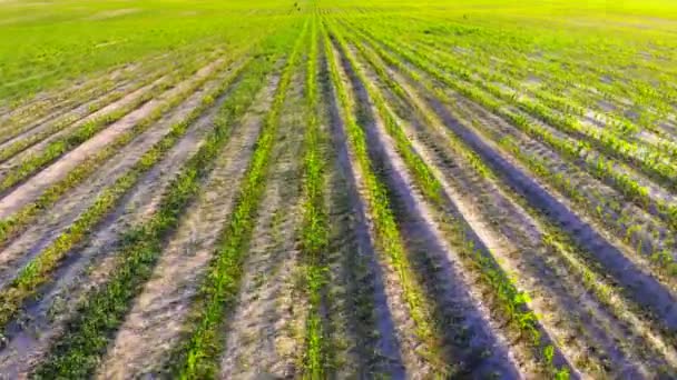 Even Rows Sprouted Young Corn Smooth Motion Camera Field Rows — Stock Video