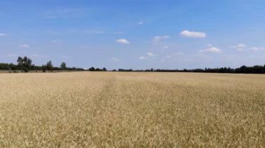 Buğday kulak 4 k. dalgalı hareket. Uçuş düşük ve buğday alan, panoramik hava çıkar.