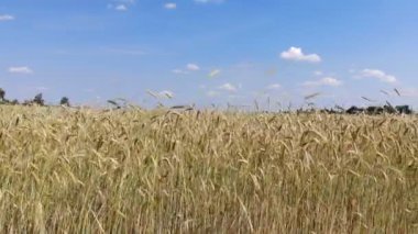 Buğday kulak 4 k. dalgalı hareket. Uçuş düşük ve buğday alan, panoramik hava çıkar.