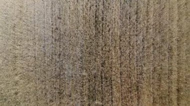 Buğday kulak 4 k. dalgalı hareket. Uçuş düşük ve buğday alan, panoramik hava çıkar.