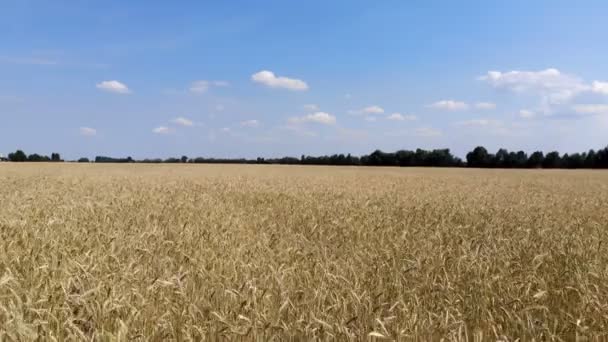 Wellige Bewegung Der Weizenähren Tiefflug Und Start Über Dem Weizenfeld — Stockvideo