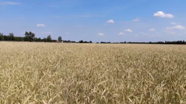 Movimento Ondulado Espigas Trigo Vôo Baixo Decolagem Sobre Campo Trigo — Vídeo de Stock