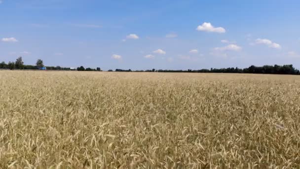 4K. Mouvement ondulé des épis de blé. Vol à basse altitude et décollage sur le champ de blé, vue panoramique depuis les airs .