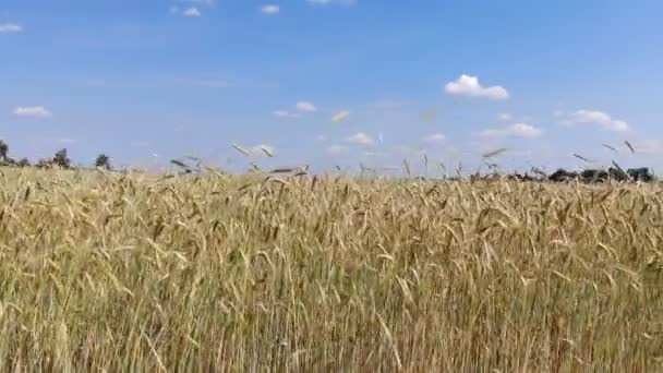 小麦耳的波浪运动 低飞行和起飞在麦田 全景从空气 — 图库视频影像