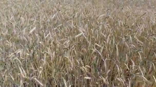 Movimento Ondulato Spighe Grano Volo Basso Decollo Sul Campo Grano — Video Stock