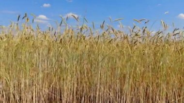 Buğday kulak 4 k. dalgalı hareket. Uçuş düşük ve buğday alan, panoramik hava çıkar.