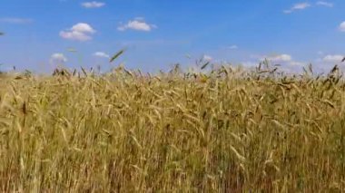 Buğday kulak 4 k. dalgalı hareket. Uçuş düşük ve buğday alan, panoramik hava çıkar.