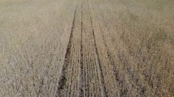 Golvende Beweging Van Tarwe Oren Lage Vlucht Opstijgen Tarweveld Panoramisch — Stockvideo