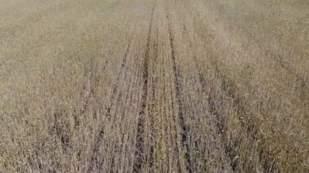 波状の動きの小麦の穂 低飛行および空気からのパノラマの景色 麦畑の上を脱いでください — ストック動画