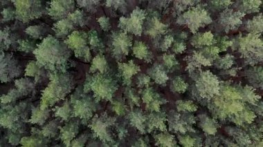 Yukarıdan manzara orman. 4k kamera çam ormanı üzerinde uçuş. Kalın ormanlar orman boyunca kamera yavaş düzgün hareket.