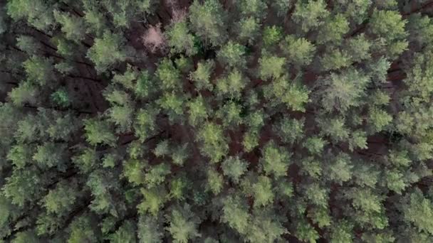 森林风景从上面 摄像机飞越松树林的飞行 沿着森林茂密的森林 缓慢地移动摄像机 — 图库视频影像
