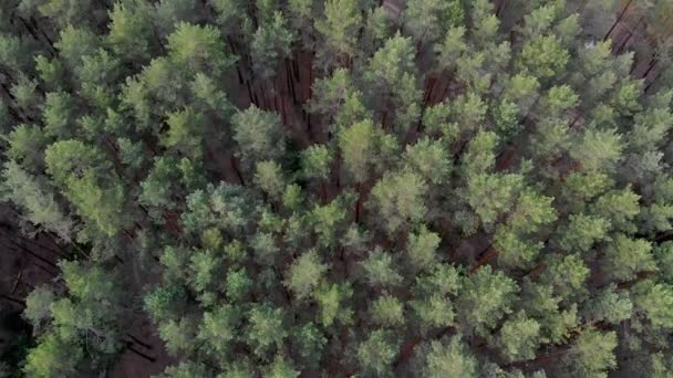 Lesní Krajina Shora Letu Fotoaparátu Přes Borový Les Pomalý Plynulý — Stock video