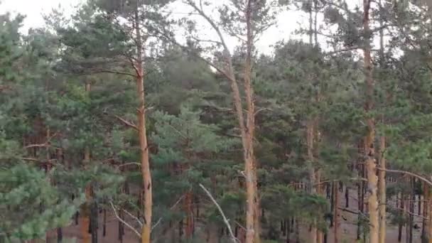Lesní Krajina Shora Letu Fotoaparátu Přes Borový Les Pomalý Plynulý — Stock video