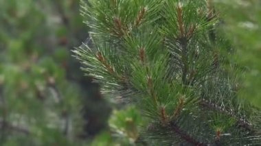 Bir çam ağacının iğneleri. Bir Noel ağacı ile yeşil bir dalı keskin iğne rüzgarda hareketli çam ağacının iğneleri.