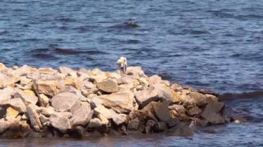 Sea bird buzlu. Yabani kuş deniz taş su yüzeyi arasında oturan bir eroin olacak