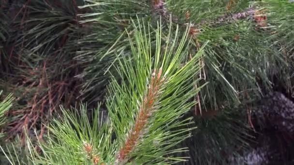 Agulhas Pinheiro Agulhas Pinheiro Ramo Verde Uma Árvore Natal Com — Vídeo de Stock