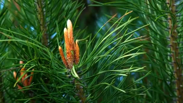 Aiguilles Pin Aiguilles Pin Une Branche Verte Arbre Noël Avec — Video