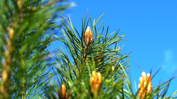 一棵松树的针 松树之针一棵圣诞树的绿色树枝 用锋利的针在风中移动 — 图库视频影像