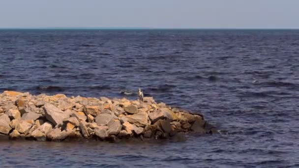 岩の上の海の鳥 水の表面の間で海の石の上に座ってヘロンの野鳥 — ストック動画