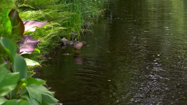 静かな夏の湖に住んでいる野生の鴨鴨のゆっくりした動き — ストック動画