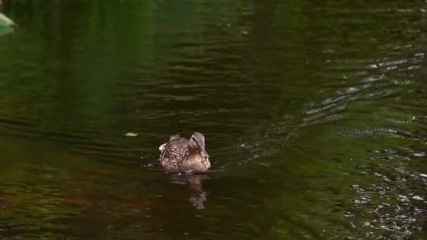 Movimento Lento Pato Selvagem Patos Selvagens Que Vivem Lago Verão — Vídeo de Stock