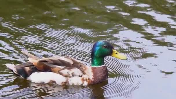 野生鸭野鸭在宁静的夏日湖泊中的缓慢移动 — 图库视频影像