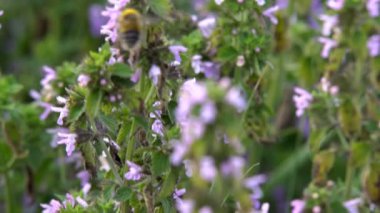 Bumblebee toplar nektar Bumblebee üzerinde nektar pembe çiçek, ağır çekim toplar.