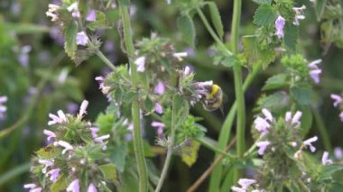 Bumblebee toplar nektar Bumblebee üzerinde nektar pembe çiçek, ağır çekim toplar.