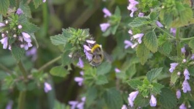 Bumblebee toplar nektar Bumblebee üzerinde nektar pembe çiçek, ağır çekim toplar.