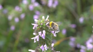 Bumblebee toplar nektar Bumblebee üzerinde nektar pembe çiçek, ağır çekim toplar.