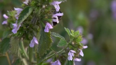Bumblebee toplar nektar Bumblebee üzerinde nektar pembe çiçek, ağır çekim toplar.