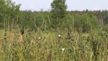 Nectane toplamak için çiçegi kelebekler bir parlak sıcak günde bir parlak güneşin altında oturup