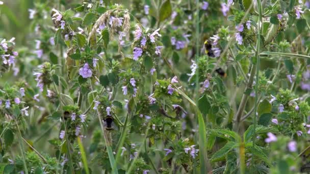 Humla Samlar Nektar Humla Samlar Nektar Från Rosa Blommor Slowmotion — Stockvideo