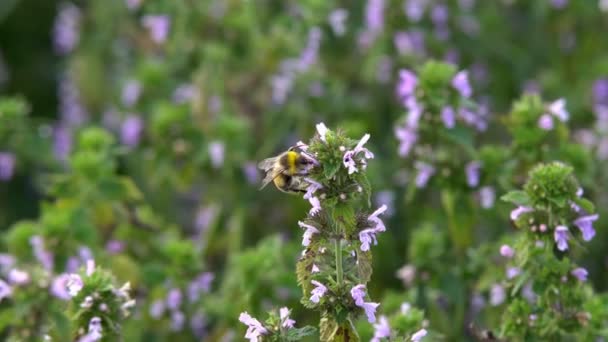 Bumblebee Recolhe Néctar Bumblebee Recolhe Néctar Flores Rosa Câmera Lenta — Vídeo de Stock