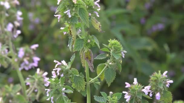 Humla Samlar Nektar Humla Samlar Nektar Från Rosa Blommor Slowmotion — Stockvideo