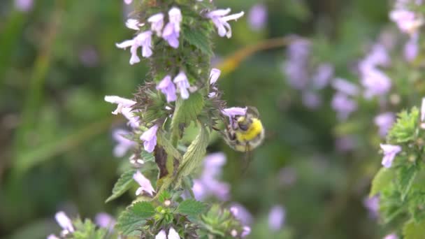 Bumblebee Raccoglie Nettare Bumblebee Raccoglie Nettare Fiori Rosa Rallentatore — Video Stock