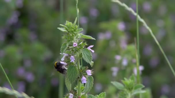 Hummel Sammelt Nektar Aus Rosa Blüten Zeitlupe — Stockvideo