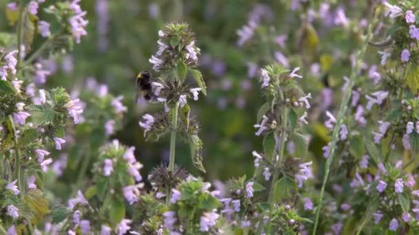 Humla Samlar Nektar Humla Samlar Nektar Från Rosa Blommor Slowmotion — Stockvideo