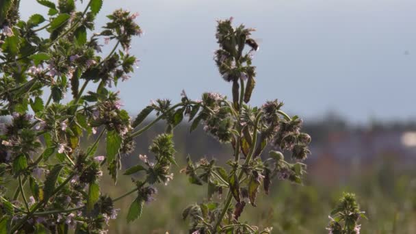 Bumblebee Recolhe Néctar Bumblebee Recolhe Néctar Flores Rosa Câmera Lenta — Vídeo de Stock