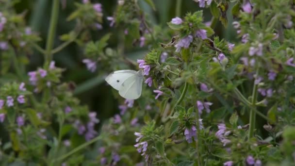 Fjärilar Varm Dag Strålande Sol Sitta Vilda Blommorna Att Samla — Stockvideo